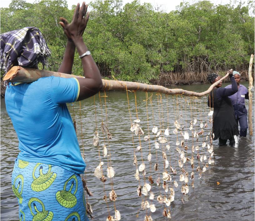 Projet de valorisation de la chaîne de valeur de l'huître au Sénégal